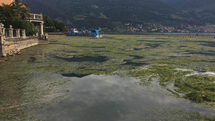 Le alghe che ormai hanno conquistato il basso lago: eliminarle si sta rivelando un’impresa impossibile