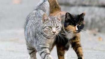 Gatti randagi: a Sirmione la loro «casetta» è nel mirino dei vandali