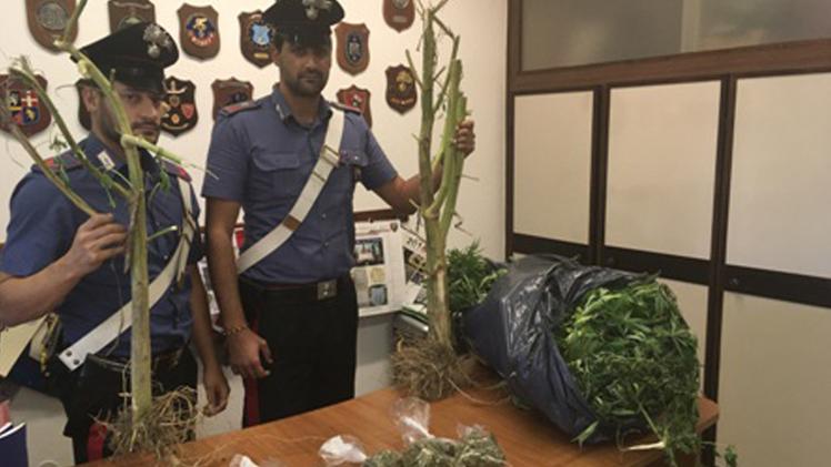 La marijuana rinvenuta dai carabinieri nell’abitazione di Manerbio