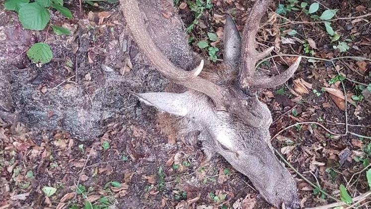 La carcassa del cervo abbattuto da una fucilata  in Franciacorta