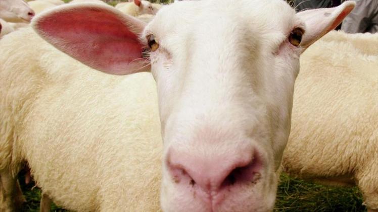 Disavventura a Nuvolento per un gregge di duecento pecore