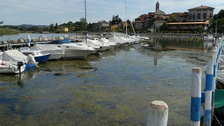 Le alghe, una maledizione anche l’estate scorsa per il Sebino