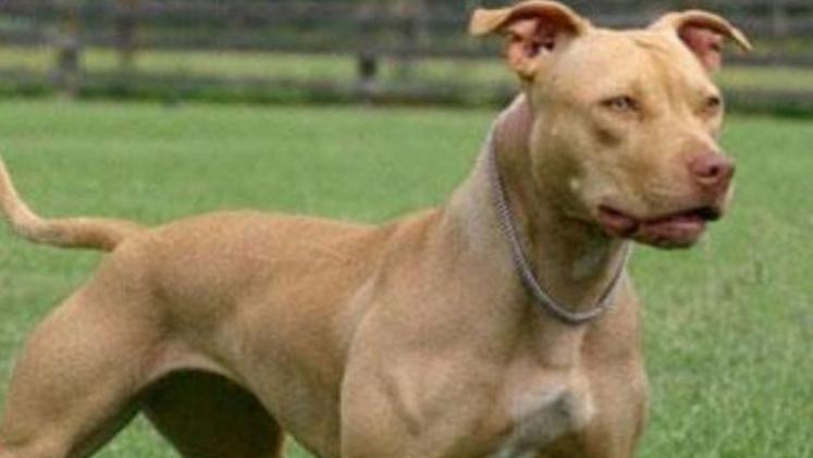 Un pitbull ha aggredito un cane e le loro proprietarie a Torbole 