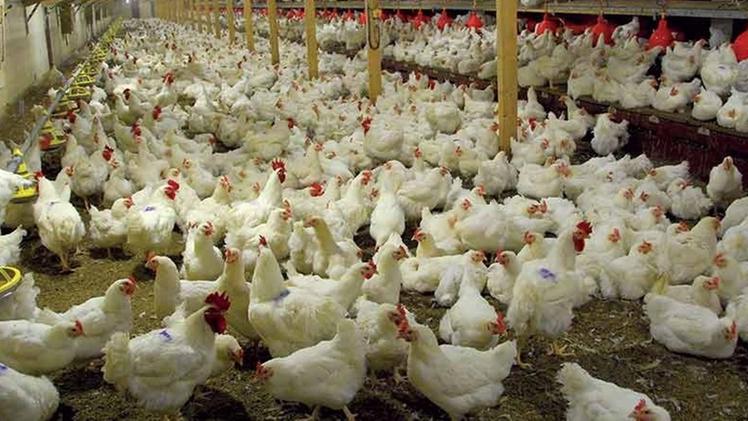 In un allevamento di 36 mila broiler di Gambara è scoppiato l’ultimo focolaio di influenza aviaria 