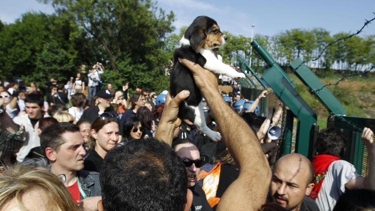 Un beagle liberato dal  canile di Green Hill: un’immagine emblematica del caso iniziato nell’estate 2012