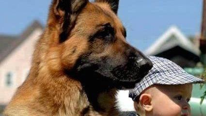 Il Pastore tedesco è il cane di razza   più amato dai bresciani 