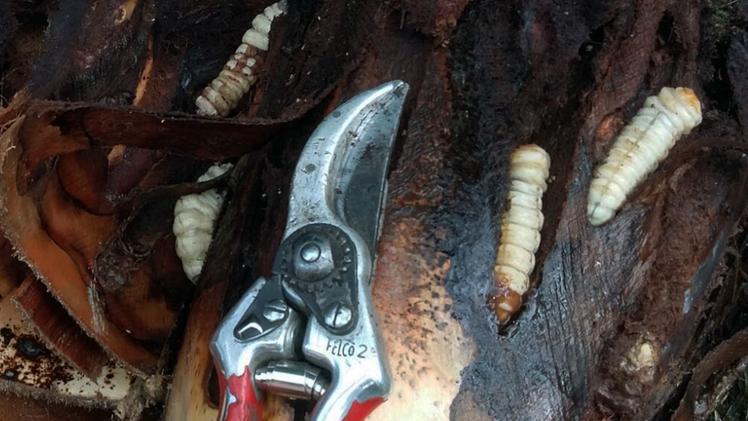 Le tignole nel legno di una palma: il nuovo killer arriva dal Brasile