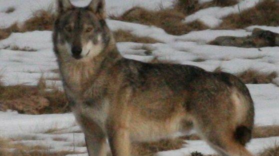 Lo splendido lupo immortalato un paio d’anni fa in Val Grande 
