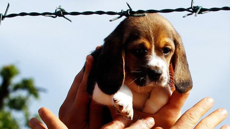 Una delle fotografie più conosciute della vicenda dei Beagle