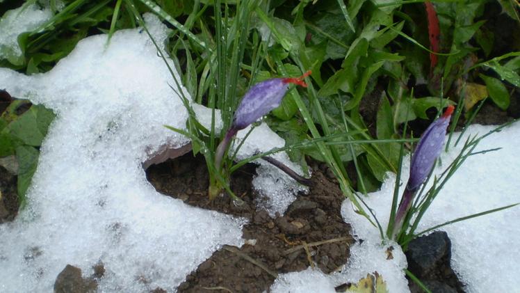 I primi fiori di zafferano che sbucano dalla neve sull’Alpe di Zerma