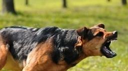 Cani aggressivi: la situazione è costantemente monitorata dalla Ats
