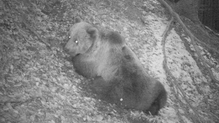 La carcassa di uno dei due somari predati dall’orsoL’orso M18 immortalato da una fototrappola in cima alle piste di Ponte di Legno nel marzo scorso