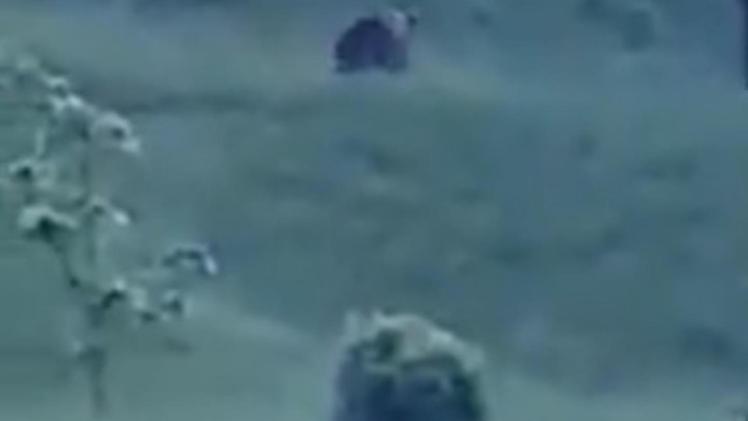 Altra apparizione di un plantigrado appena oltre il confine brescianoL’orso ripreso dal video amatoriale girato dai residenti di Breguzzo 