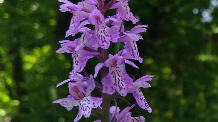 Una delle tante orchidee di Serle