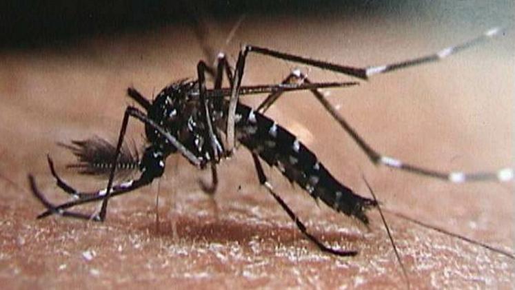 Zanzara tigre: al via la nuova campagna di prevenzione
