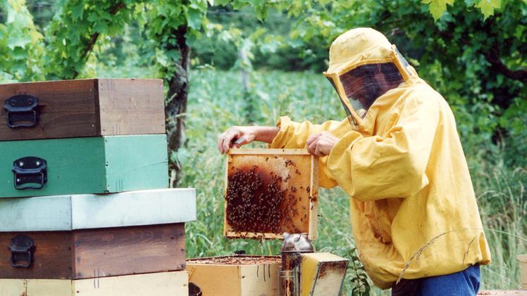 Caduta libera per la produzione di miele a Brescia e in Lombardia