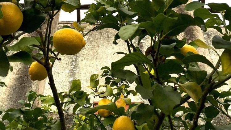Obiettivo del gruppo valorizzare le limonia e l’agrumicoltura
