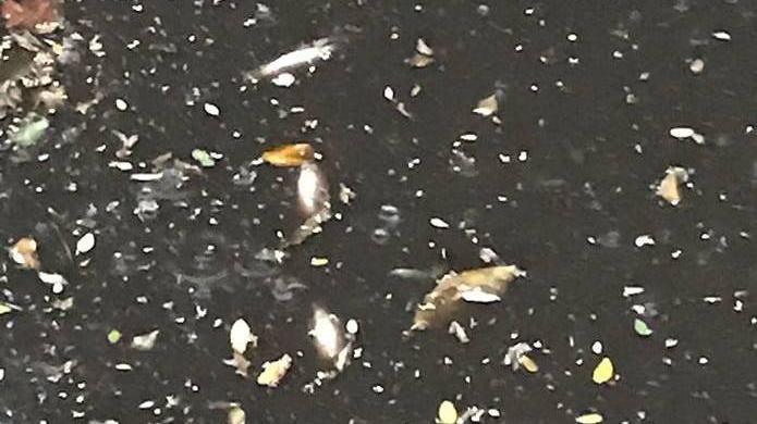 Le carcasse dei pesci morti lungo il corso della roggia Lusignolo