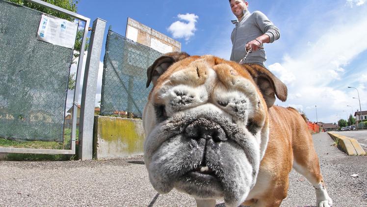 Il futuro «dog park» sarebbe realizzato tra viale Roma e l’area Busi