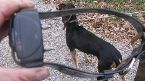 Il collare elettrico per costringere i cani ad obbedire è vietato: eppure in provincia di Brescia la pratica sembra sempre più diffusa  e radicata