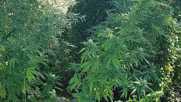 Le piante di marijuana ben mimetizzate lungo il corso d’acqua