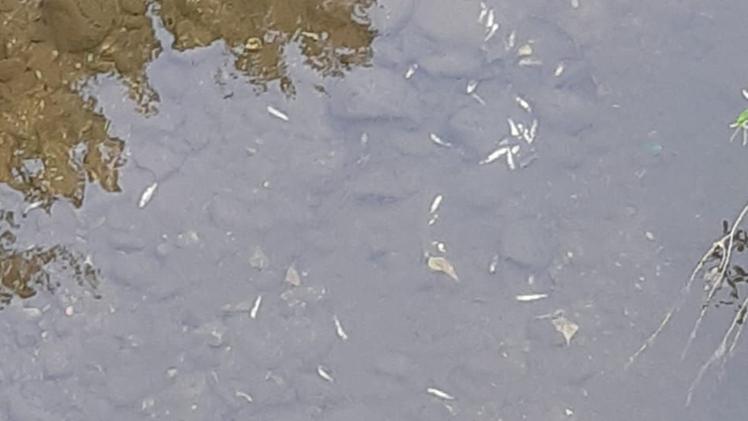 I pesci morti nel fiume Mella