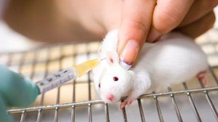 La sperimentazione animale: un nodo etico e scientifico 