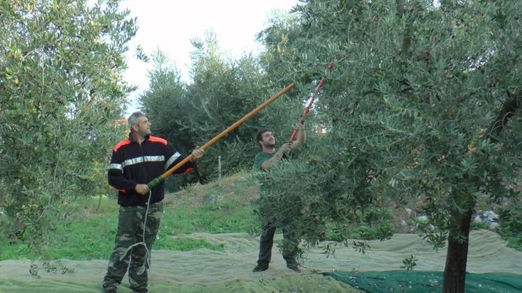 Il magnifico colpo d’occhio del lago d’Iseo visto da un oliveto: è una coltivazione d’eccellenzaLa raccolta in corso promette un incremento attorno al 15%