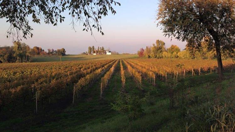 Il Montenetto darà il nome alla produzione di vino delle cantine dei comuni di Capriano del Colle, Flero e Poncarale