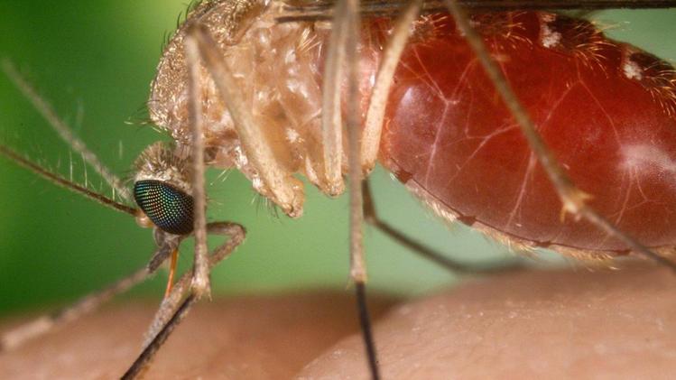 La zanzara, veicolo del  contagio