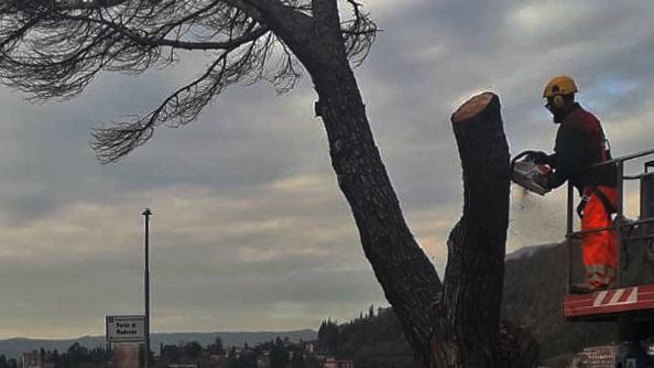 Un taglio netto ai rami di un pino davanti al porto di Maderno