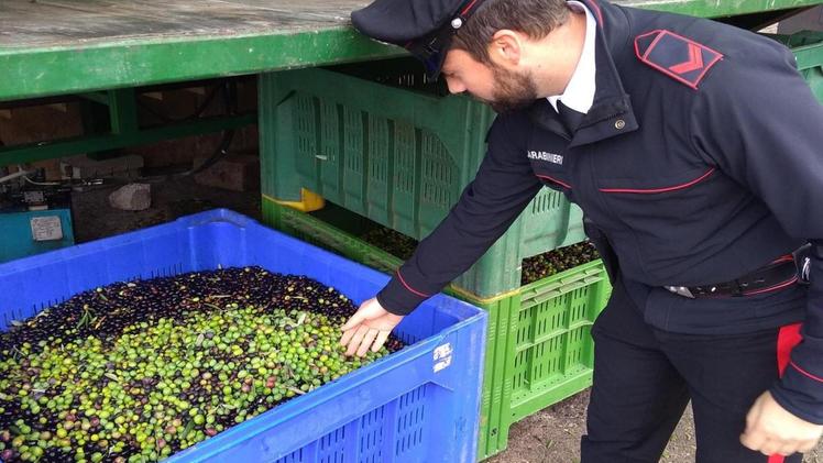 Vendemmia e raccolta olivicola: scoperti 28 lavoratori in nero