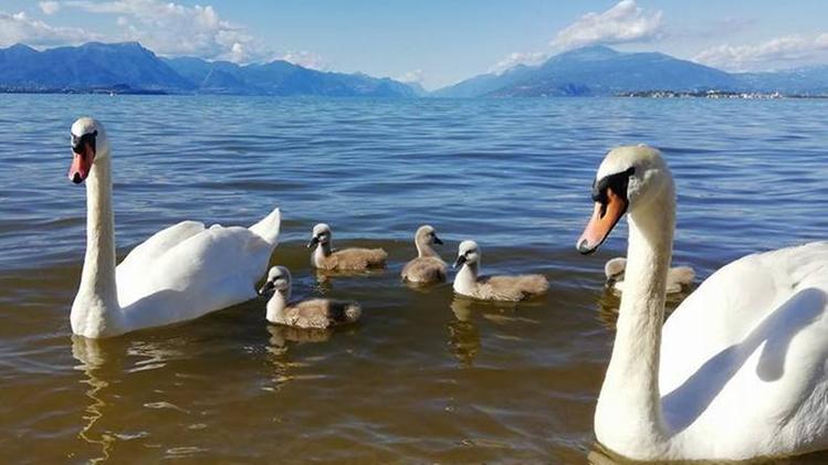 Il lago a Desenzano: peggio del previsto la situazione degli scarichi