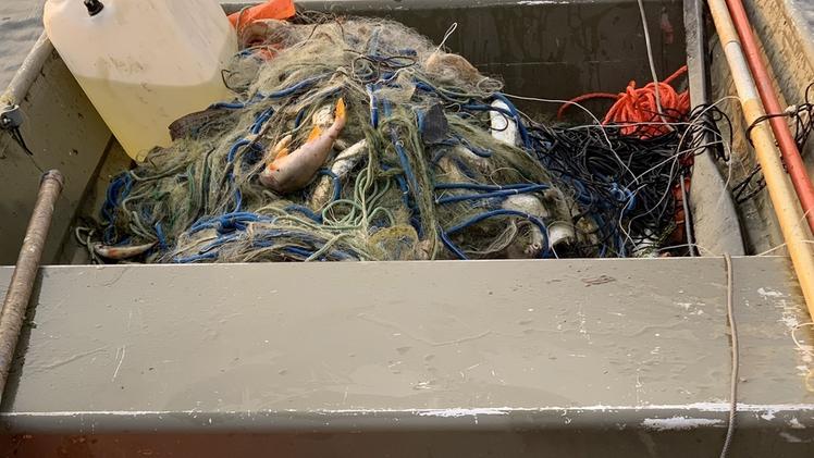 Una parte della rete sequestrata a Marone e dei pesci morti