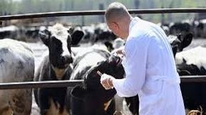 Controlli veterinari negli allevamenti dell’area critica di Puegnago 