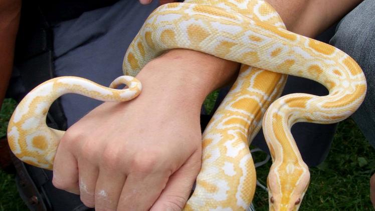 Gatti dal mondo in mostra a Mazzano con tanto di concorso ufficialePitoni albini e altri rarissimi serpenti saranno in mostra al Palazzetto