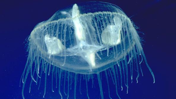 Risultati immagini per medusa Craspedacusta