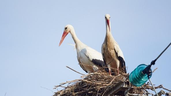 Le cicogne sul nido