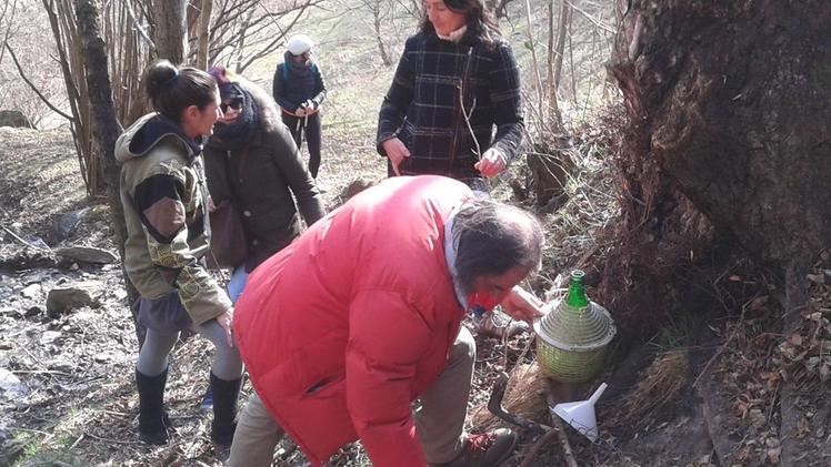 Italo Bigioli durante l’incisione di un tronco di betullaUna fase della raccolta della linfa nel bosco di Saviore