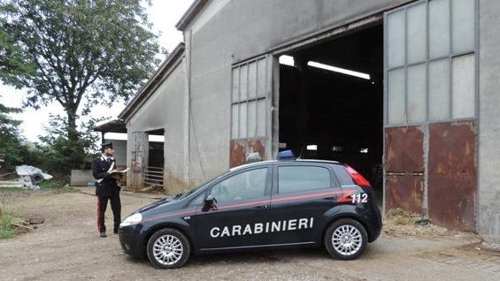 I carabinieri stanno indagando sull’escalation di sabotaggi e uccisione di bovini nella Bassa bresciana 