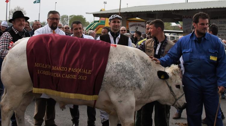 I migliori capi bovini sfileranno in passerella a Lombardia Carne