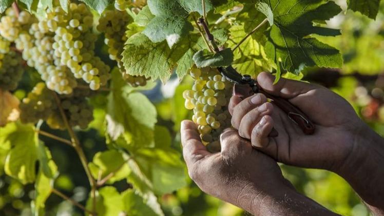 Il Commissariato di Polizia di Desenzano ha sgominato un giro di caporalato nel settore vitivinicolo