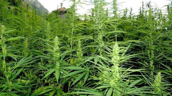 Una coltivazione di Cannabis indica