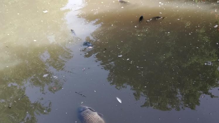 La moria di pesci è stata scoperta ieri mattina a Gambara