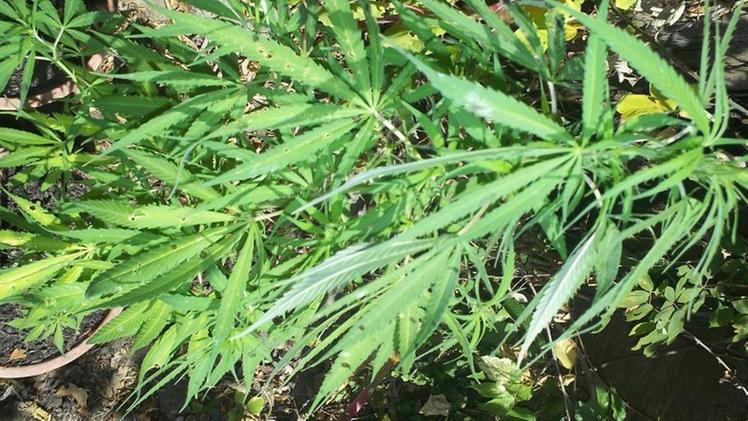 Piante di marijuana in giardino: arrestato un 45enne