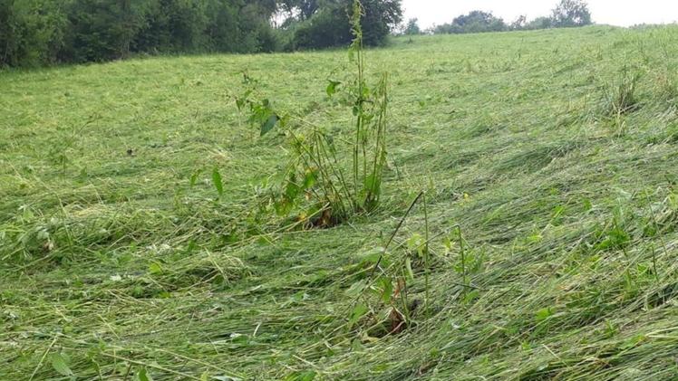 L’abbondante grandinata trattenuta dai teli di protezioneL’erba medica di un campo in Valle Camonica piegata dalla grandine
