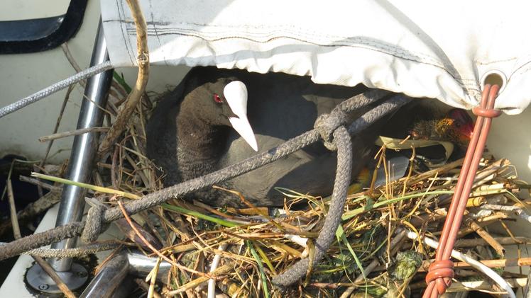 Una folaga in cova nel nido costruito su una barca ancorata