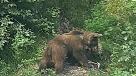 L’orso avvistato dai carabinieri forestali della Stazione di Vobarno