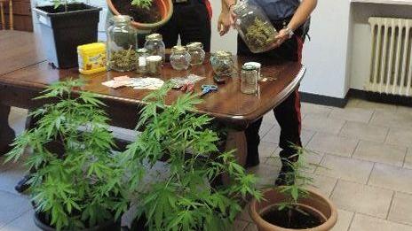Le piante di marijuana sequestrate dai carabinieri a Orzinuovi