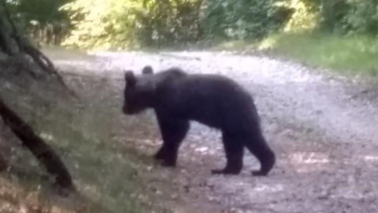 Il giovane orso immortalato da un escursionista a Toscolano